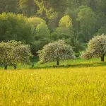 Villa Torlonia, ultimi abbattimenti e nuove piantumazioni: cosa succede agli alberi tra gennaio e febbraio