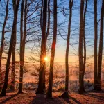 Via Mattia Battistini, riqualificazione arborea tra Municipi XIII e XIV: 80 nuove alberature in arrivo