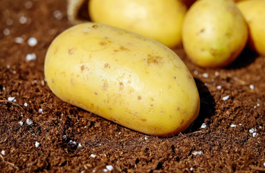 Come bollire le patate: tecniche, tempi e piccoli segreti di cucina
