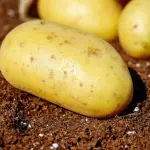 Come bollire le patate: tecniche, tempi e piccoli segreti di cucina
