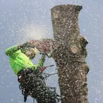 Castel Fusano, al via l’abbattimento urgente di 26 alberi nell’area della Villa di Plinio
