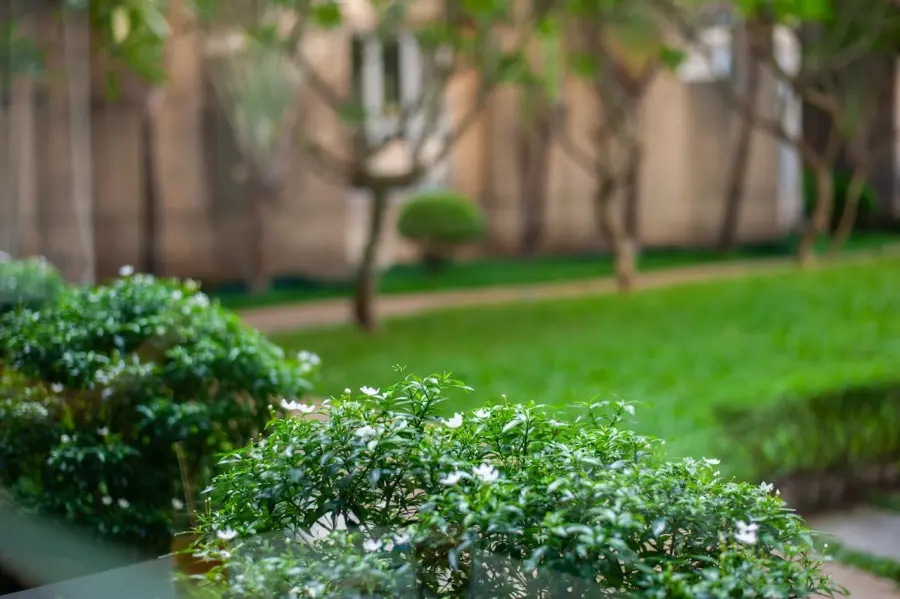 Come il verde migliora la qualità dell’aria