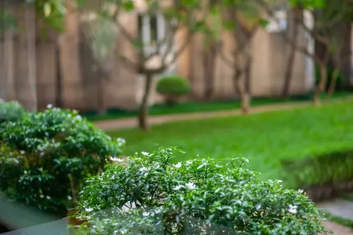 Come il verde migliora la qualità dell’aria