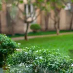 Come il verde migliora la qualità dell’aria