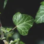 Come trasformare il giardino in uno spazio sostenibile