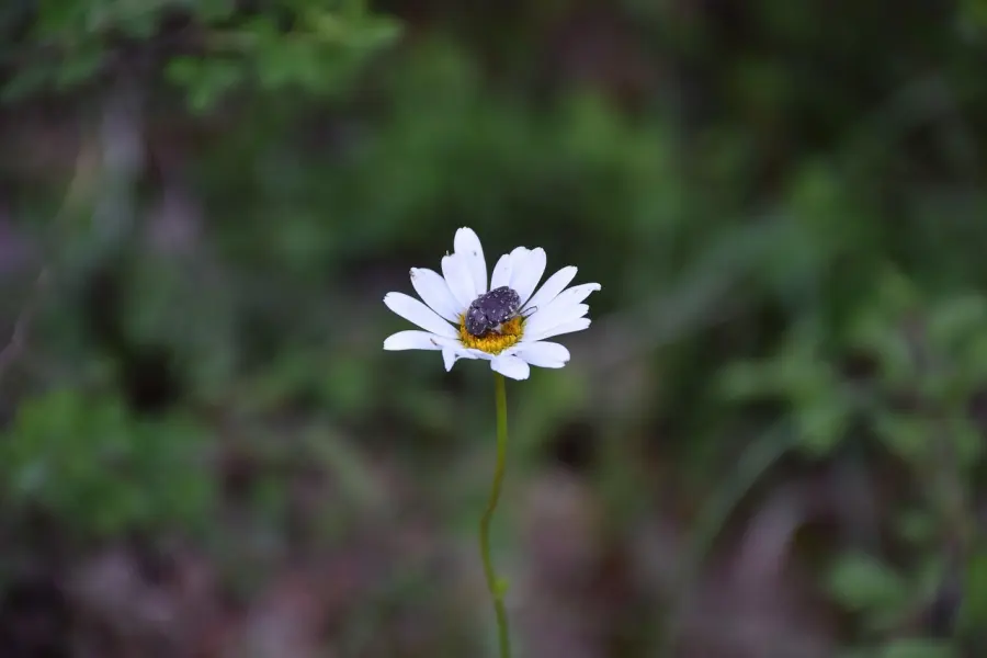 Gestione ecologica del giardino domestico