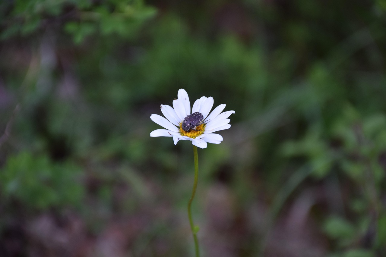 Gestione ecologica del giardino domestico