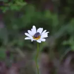 Gestione ecologica del giardino domestico