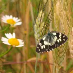 Roma, City Nature Challenge 2026 al via nelle aree protette