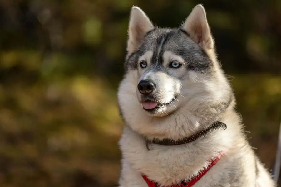 Husky di Ponzano Romano, gli animali saranno messi al sicuro