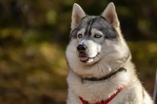 Husky di Ponzano Romano, gli animali saranno messi al sicuro