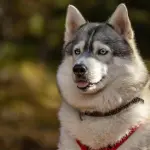 Husky di Ponzano Romano, gli animali saranno messi al sicuro