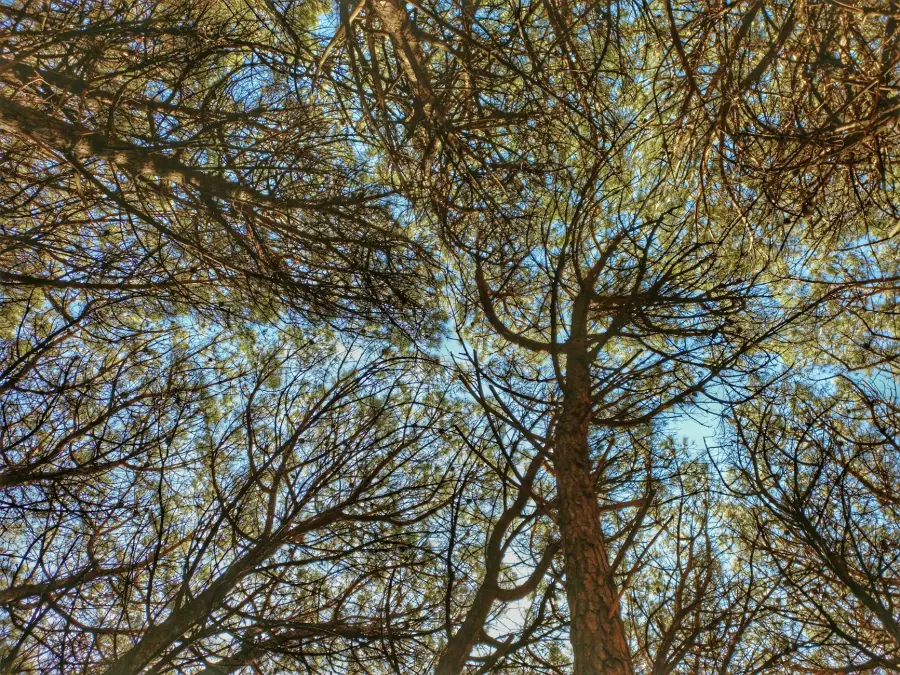 Roma, Bilancio Arboreo 2021-2025: patrimonio salito a 390mila alberi