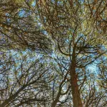 Roma, Bilancio Arboreo 2021-2025: patrimonio salito a 390mila alberi