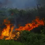 Incendi boschivi, ASL Roma 3: fumo pericoloso per la salute