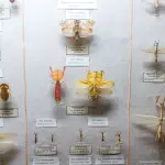 Roma, 35 milioni di insetti nei musei europei: lo studio Sapienza