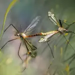 Dall’Antico Egitto a Roma: la lunga storia della zanzara che punge l’uomo