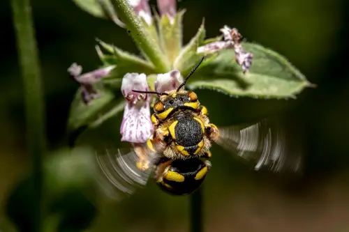 L’ape di Culuccia: la scoperta che racconta la forza nascosta della natura