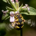L’ape di Culuccia: la scoperta che racconta la forza nascosta della natura